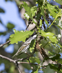 Blackpoll Warbler 6648